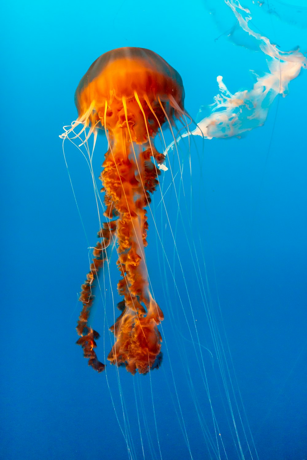 orange and white jellyfish in blue water
