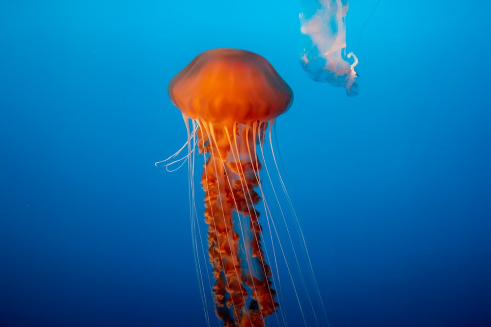 brown jellyfish in blue water