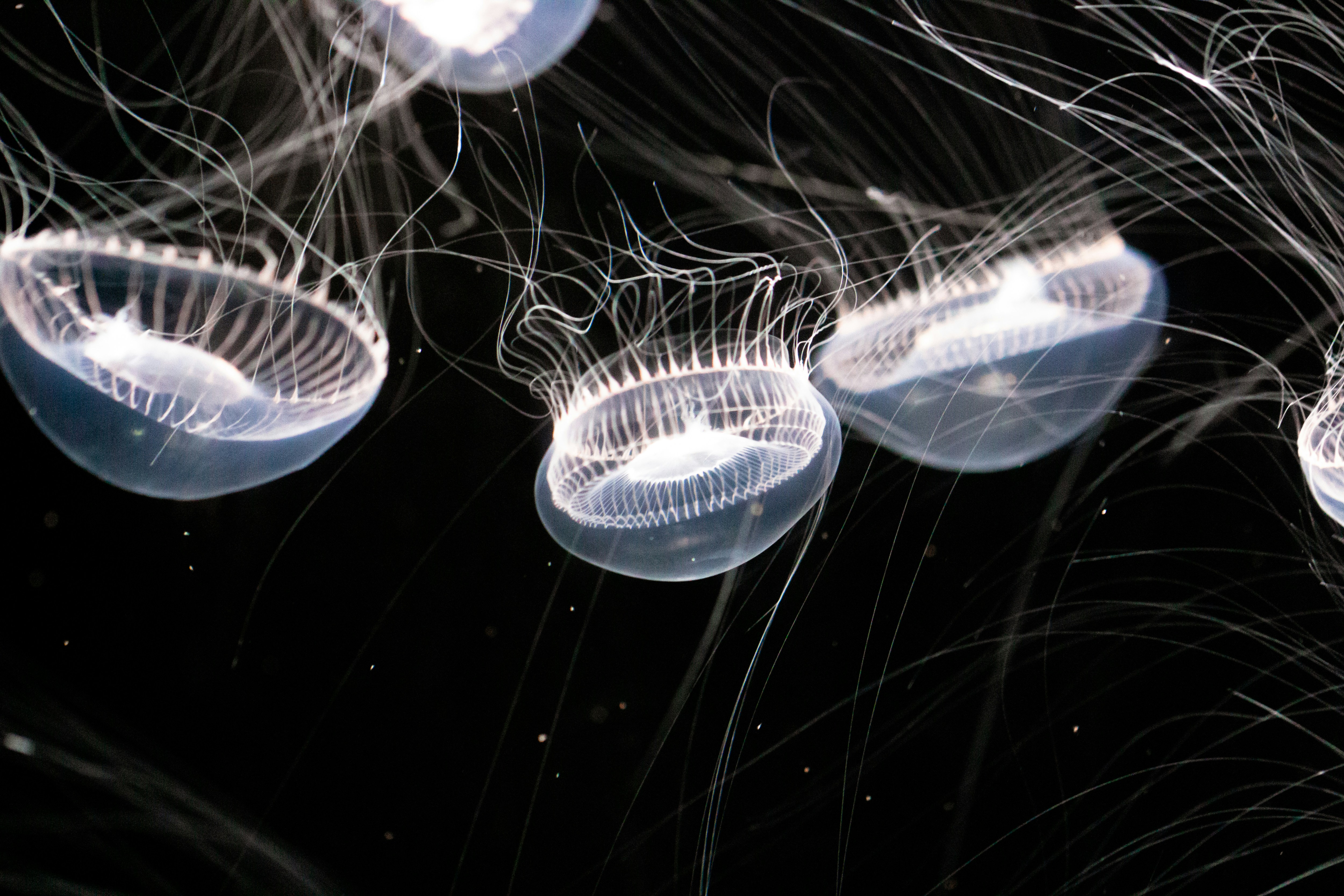 white and blue jellyfish in water