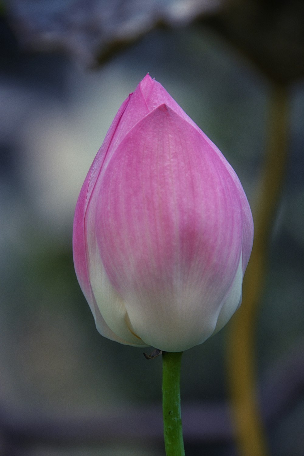 pink and white flower in tilt shift lens