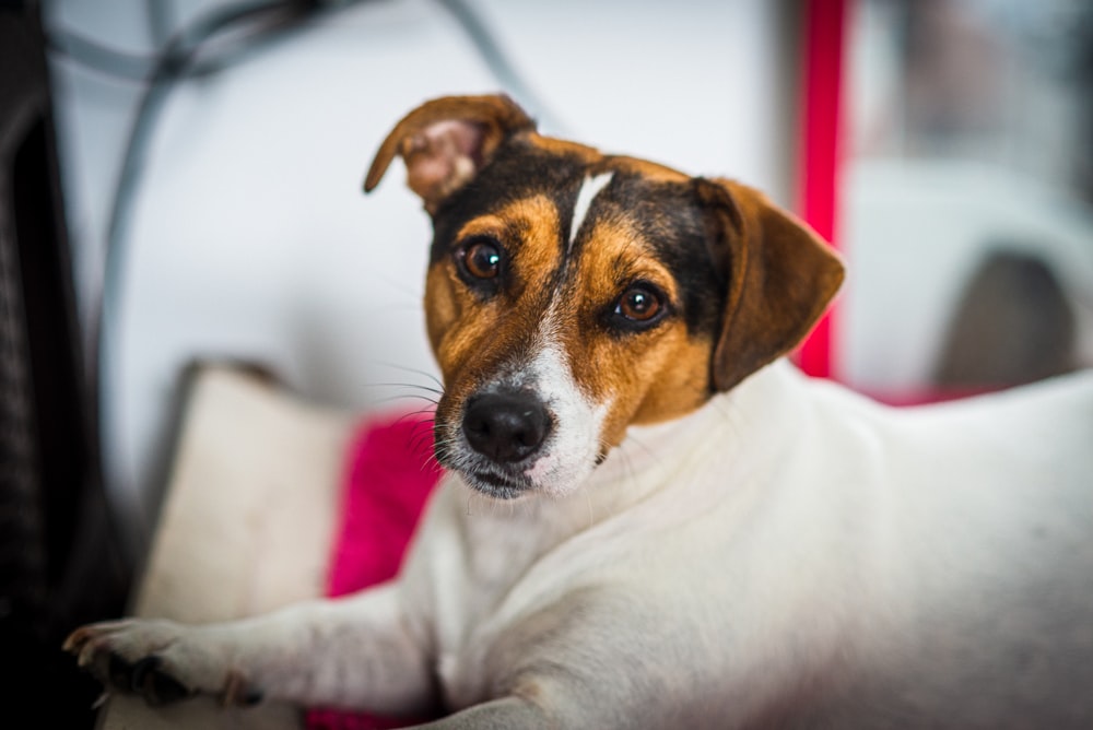 brown and white short coated dog on white textile