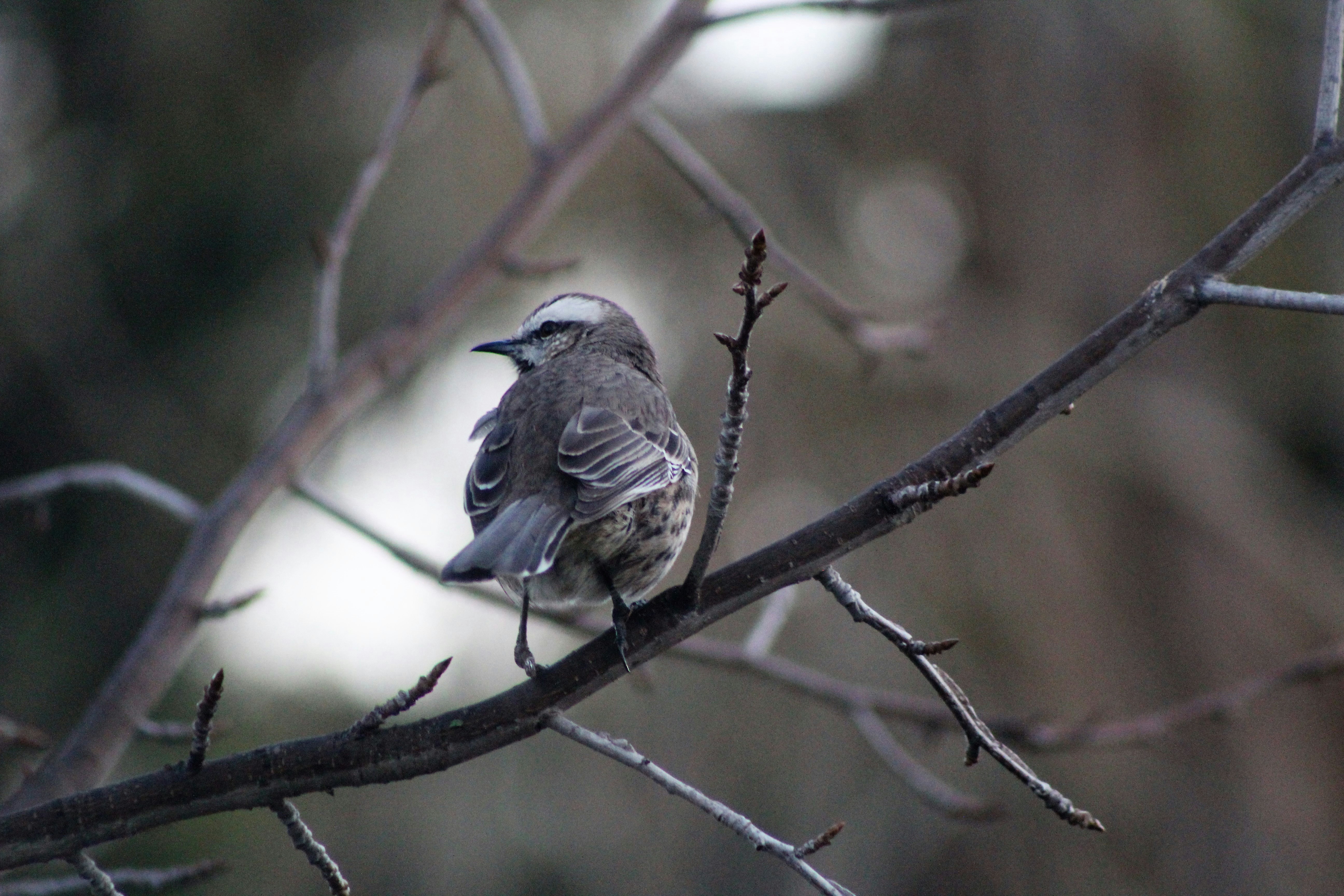 Photo by denissegold