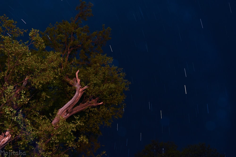 夜間の茶色の木の枝