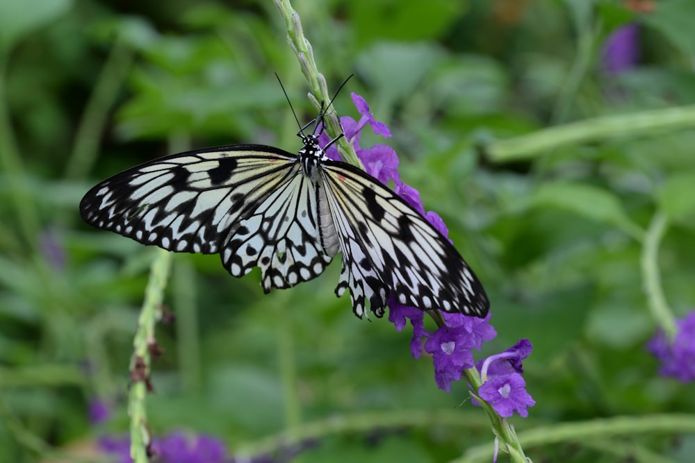 black and white butterfly perched on purple flower in close up photography during daytime