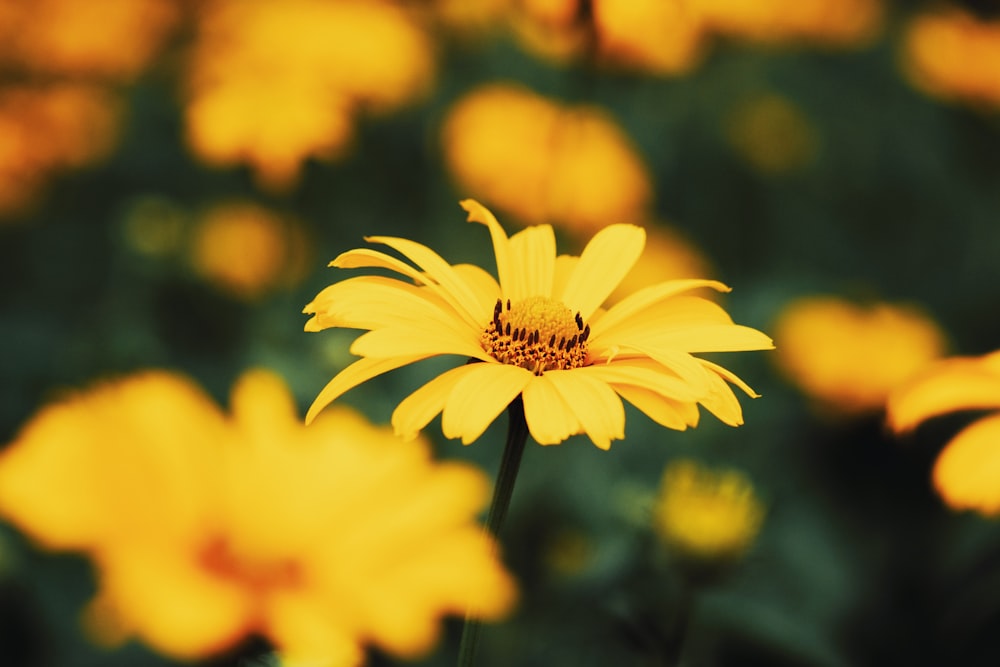 yellow flower in tilt shift lens