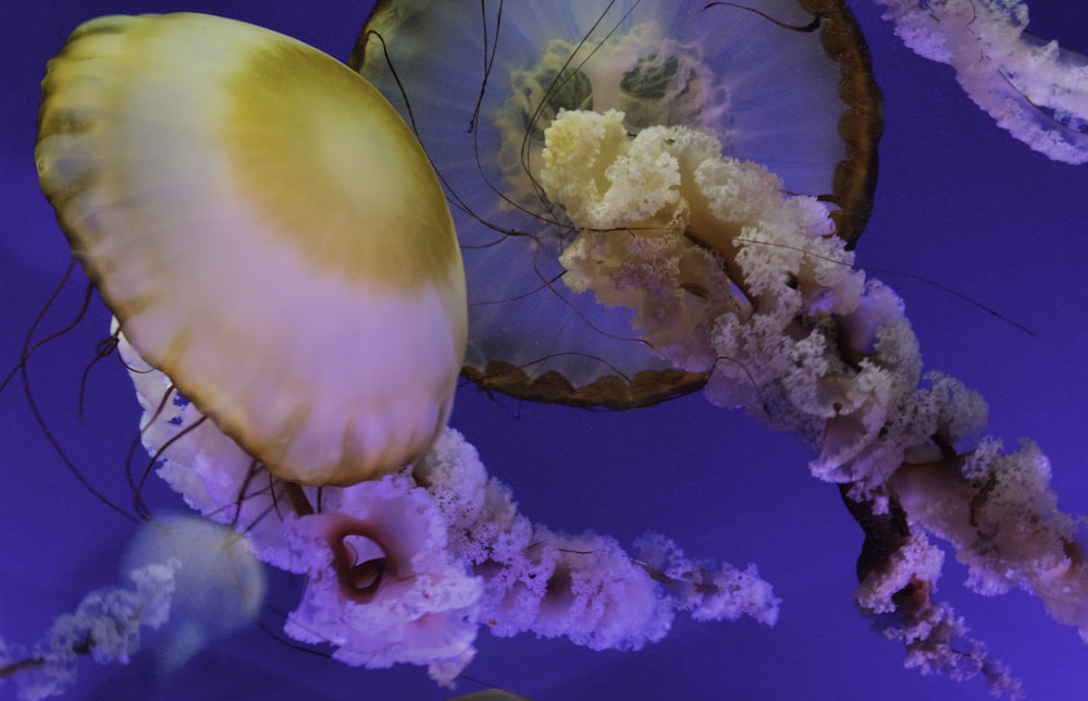 pink and white jellyfish in blue water