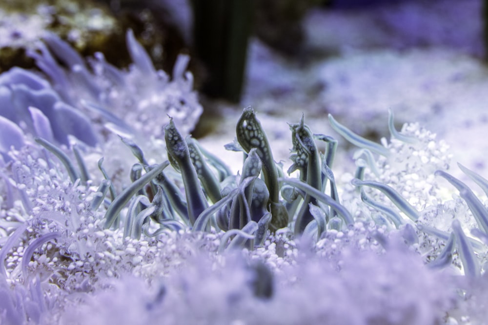 white and green sea creature