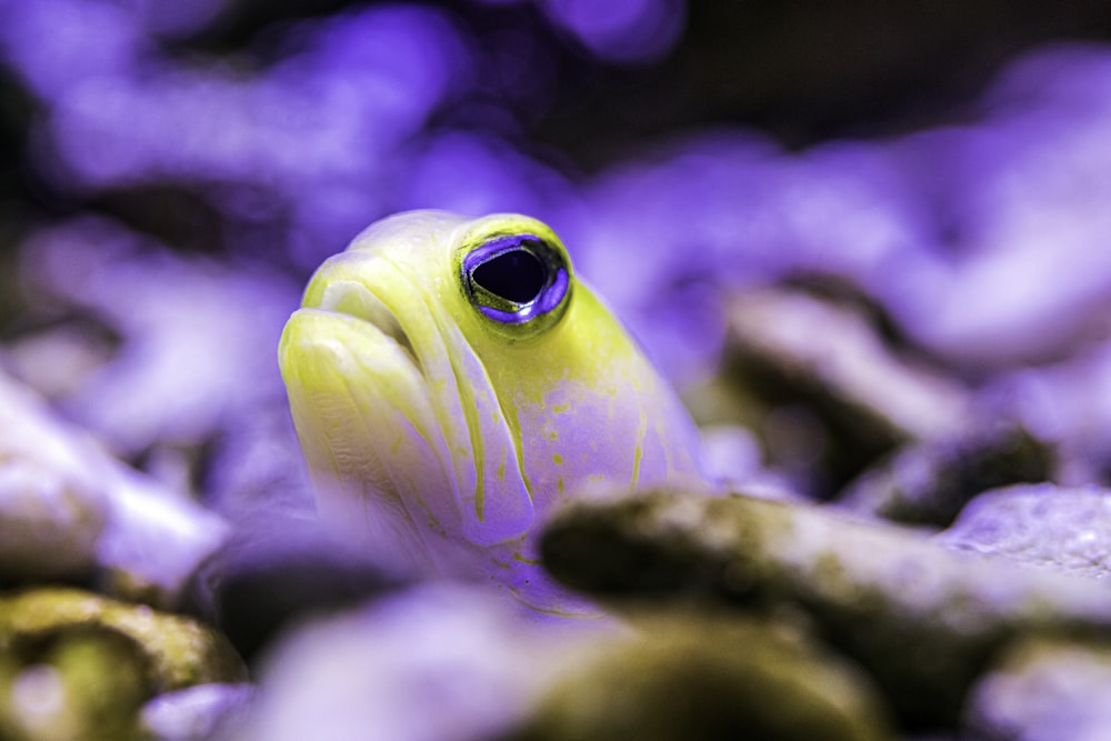 클로즈업 사진의 노란색과 흰색 물고기