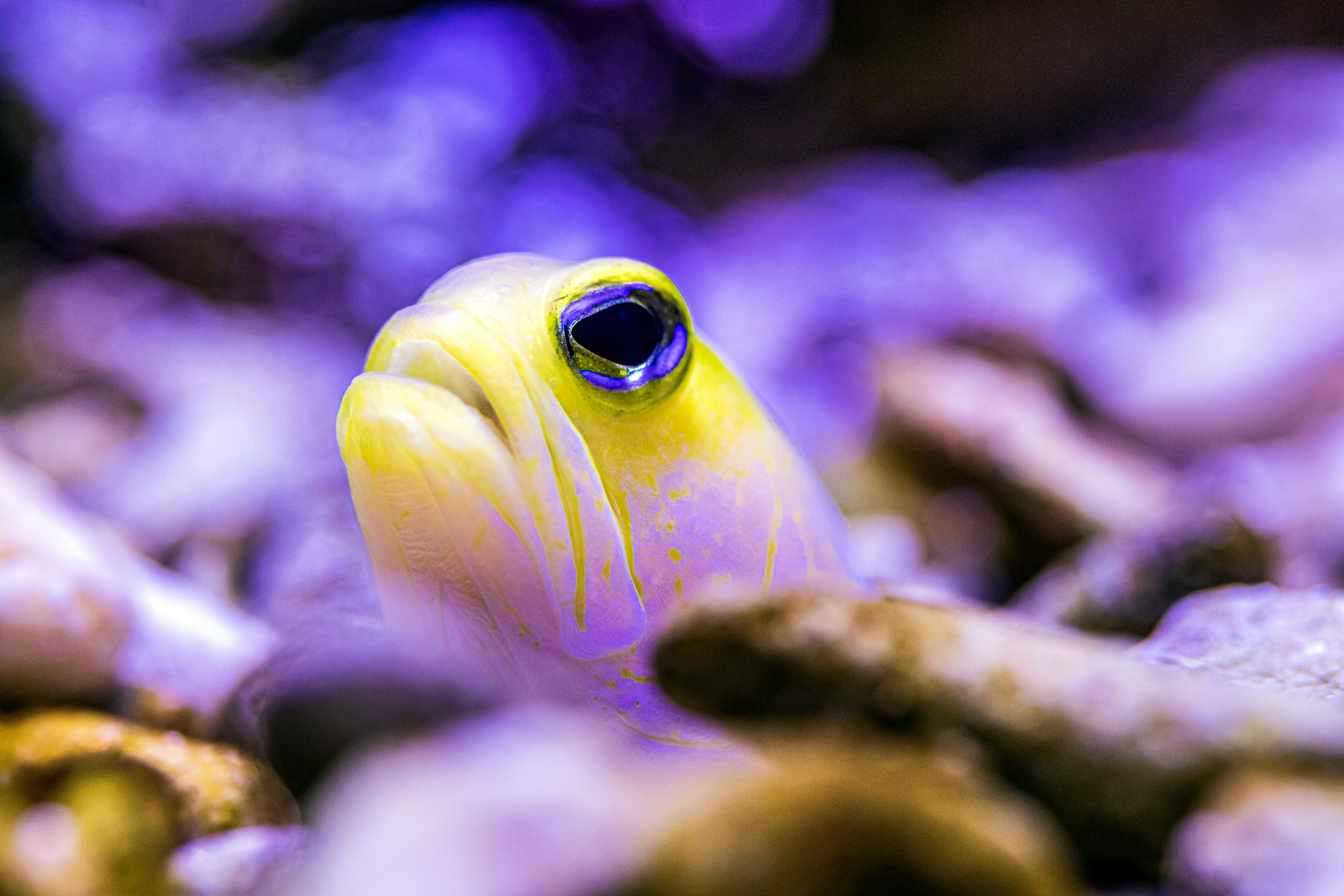 yellow and white fish in close up photography