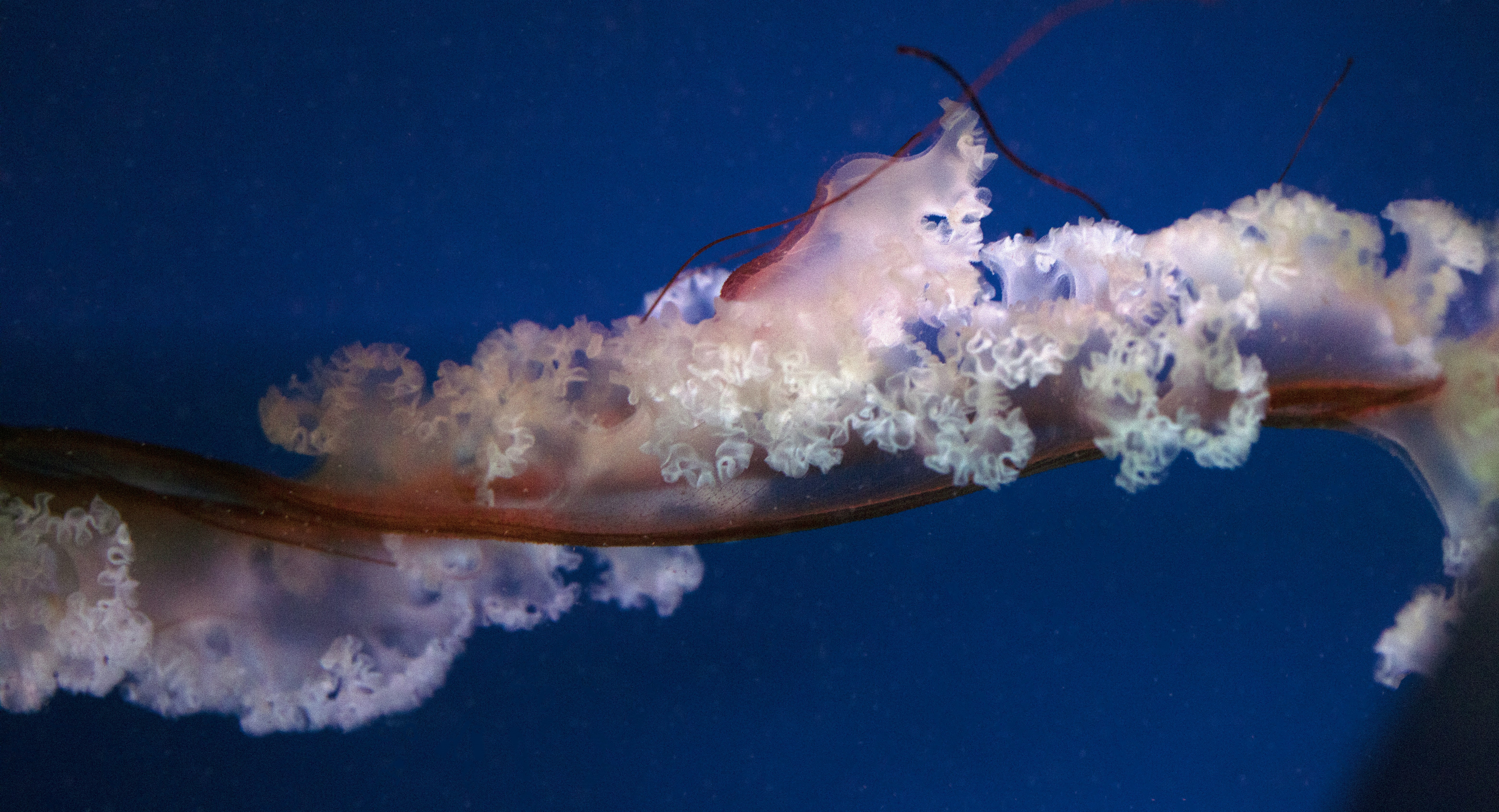 white and brown jellyfish in blue water