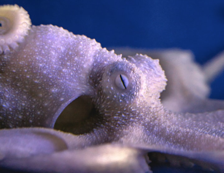 Octopuses Could Take Over the World