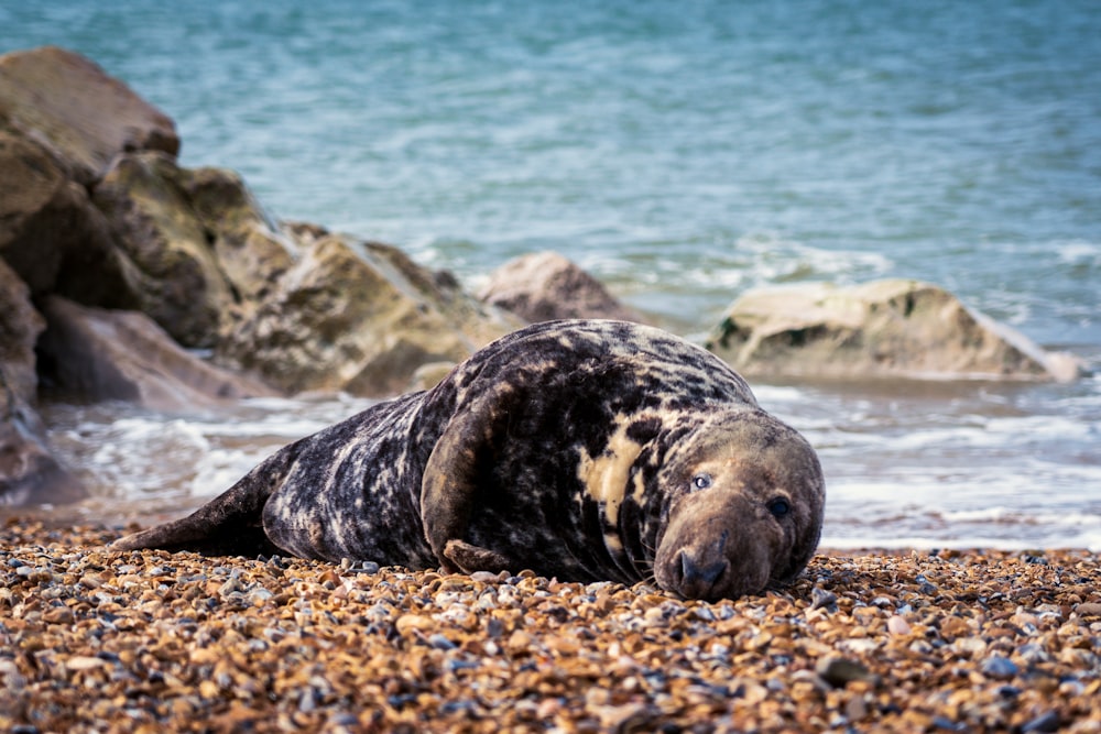 black seal on brown rock near body of water during daytime