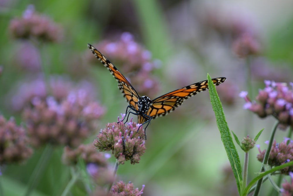 monarch butterfly perched on purple flower in close up photography during daytime