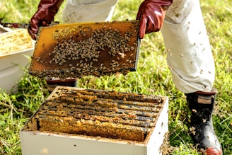 Best Beekeeping Hives