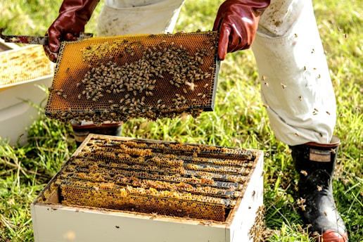 Best Beekeeping Hives