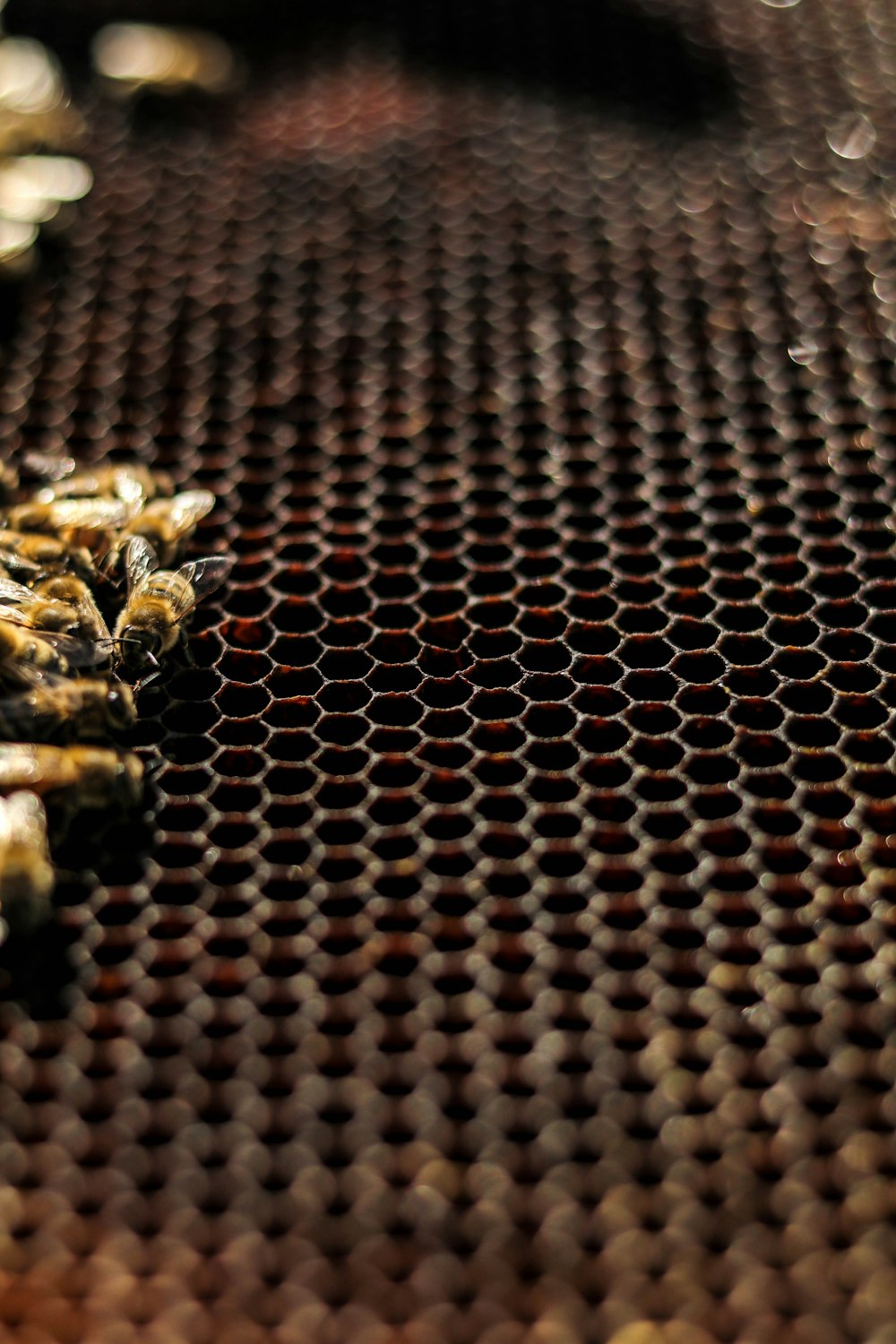 brown and black bee on brown and black textile