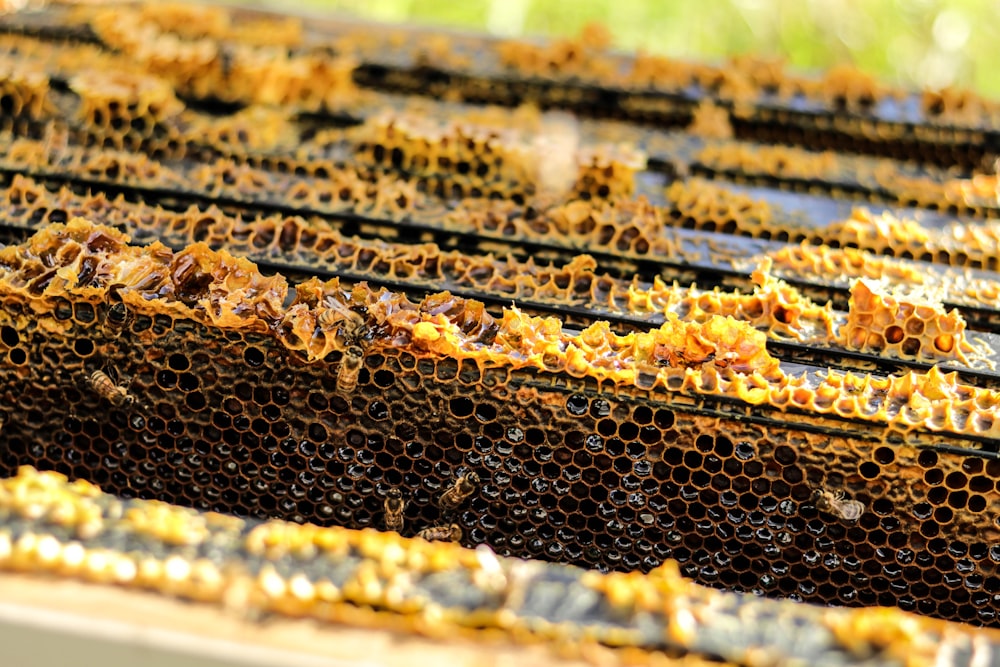 yellow and black bee on brown metal frame