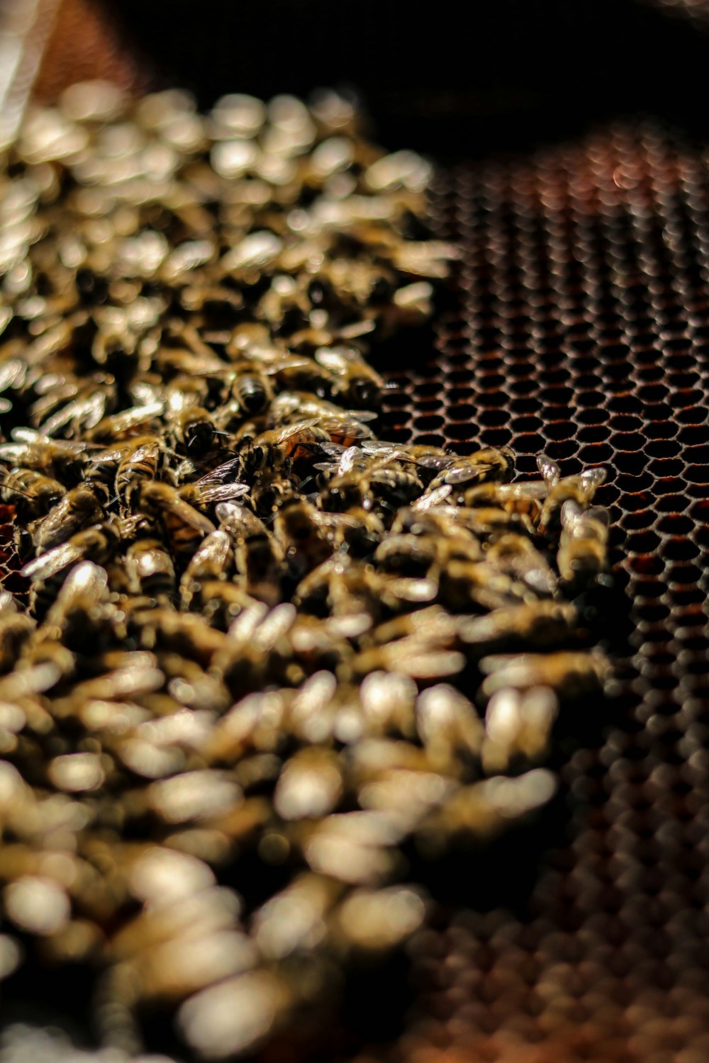 brown coffee beans on brown net