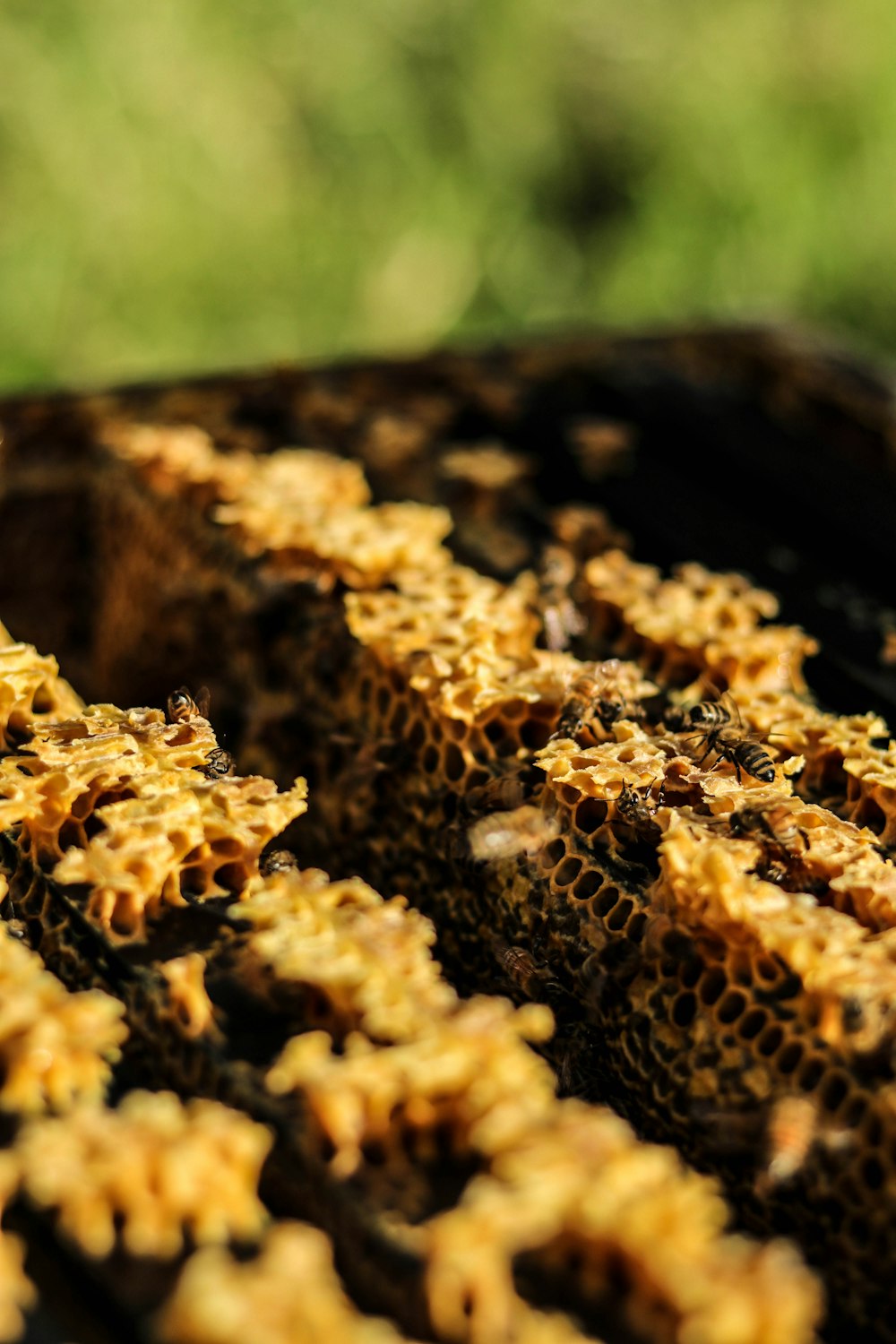 abelha marrom e preta na estrutura de madeira marrom