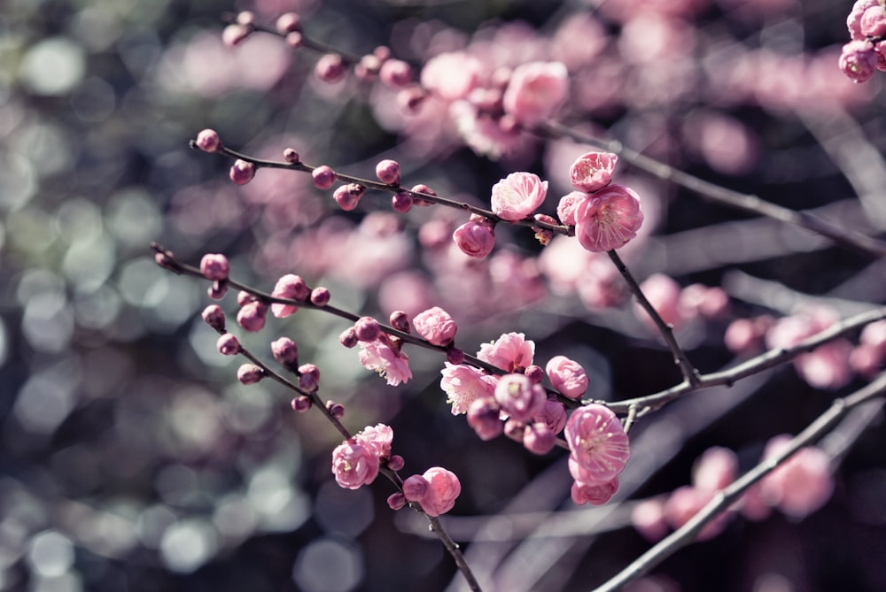 pink flower buds in tilt shift lens