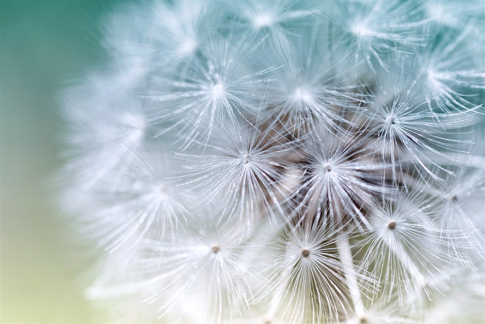 white dandelion in close up photography