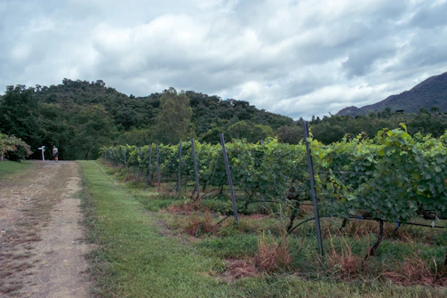 Secluded vineyards of Leyda Valley surrounded by native Chilean flora.