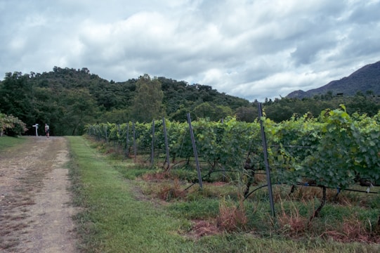 A lush vineyard is situated in a scenic landscape with rows of grapevines stretching into the distance. The vineyard is flanked by grassy paths leading towards a backdrop of rolling hills covered with dense greenery under a cloudy sky.