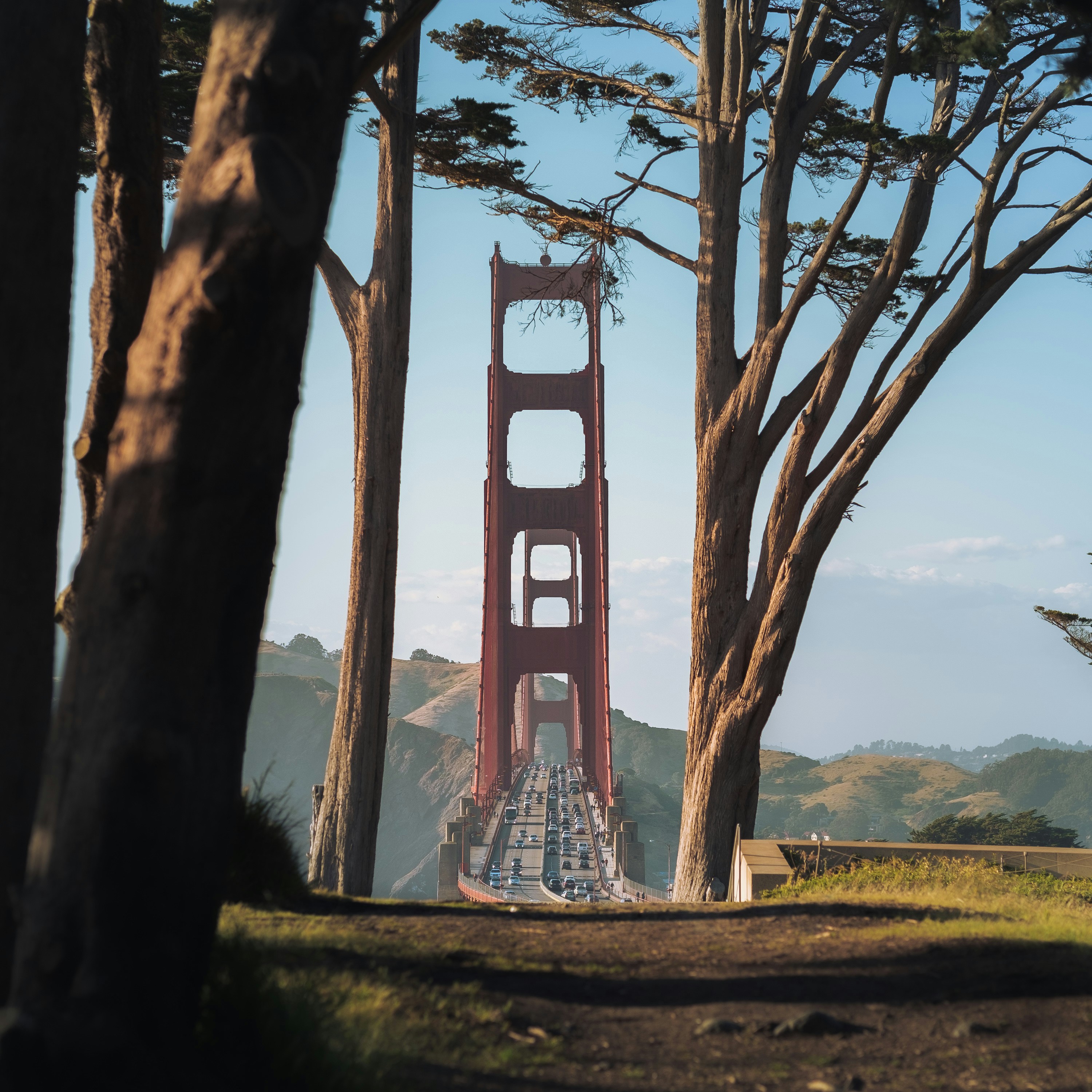 Árbol desnudo cerca de Árbol desnudo marrón durante el día