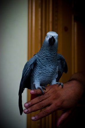 A parrot with grey feathers and a dark beak is perched on a person's hand. The bird appears alert, with sharp eyes, against a background featuring wooden textures.