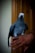 A cheerful African Grey parrot perched on a customer's hand, showing its vibrant feathers.