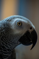 A close-up of an African Grey Parrot showcases detailed features, including its textured feathers, striking yellow eye, and curved black beak. The background appears softly blurred, emphasizing the bird's profile.