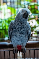 A grey parrot perched on a black metal bar, its feathers intricately patterned and slightly ruffled. Bright green leaves and softer, blurred backgrounds provide a natural setting.