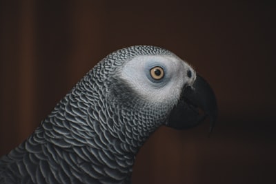 gray and black bird in close up photography central african republic teams background