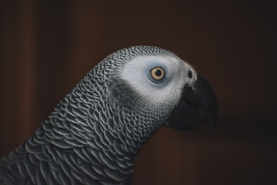 gray and black bird in close up photography central african republic google meet background