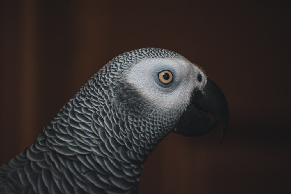 gray and black bird in close up photography