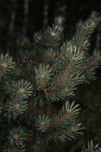 green pine tree covered with snow