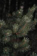 green pine tree covered with snow