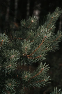 green pine tree covered with snow