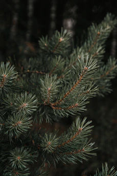 green pine tree covered with snow