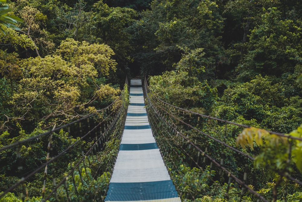 blue and white bridge in the middle of green trees