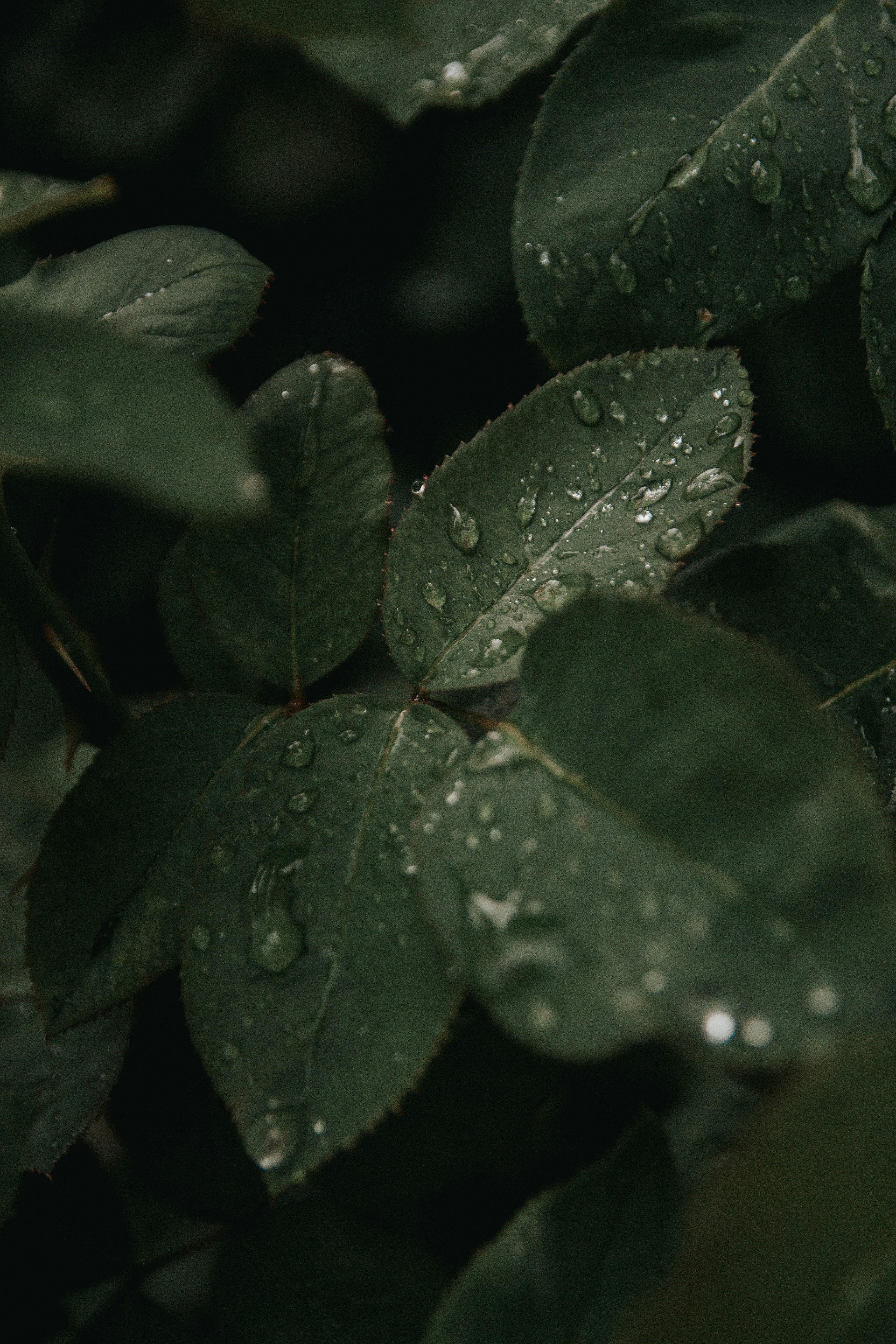 Photo by artstanulevich