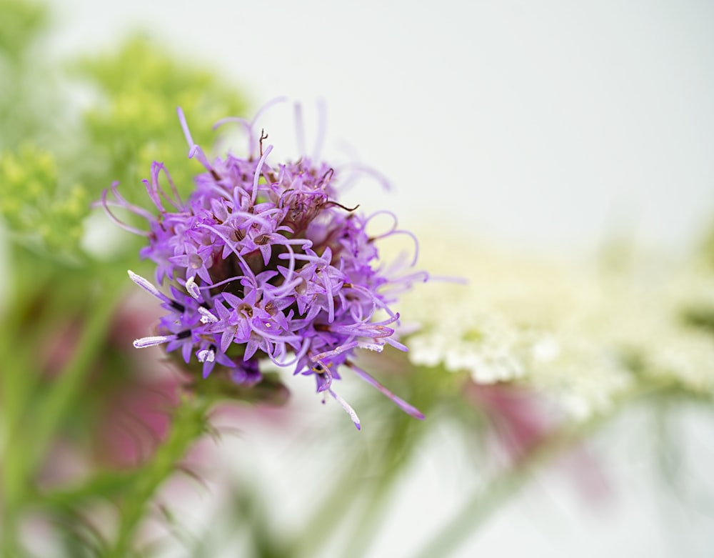 purple flower in tilt shift lens