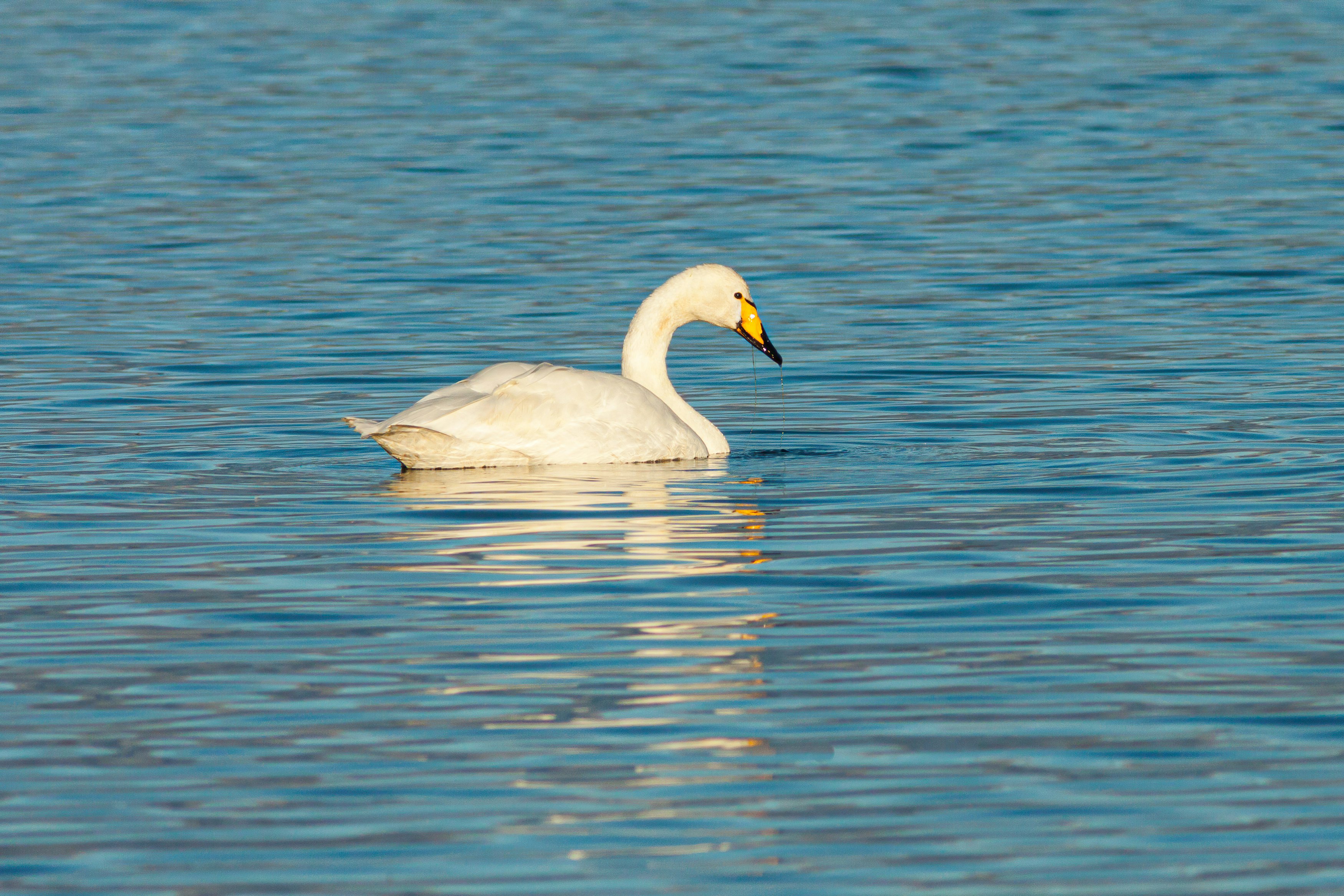 white swan on water during daytime