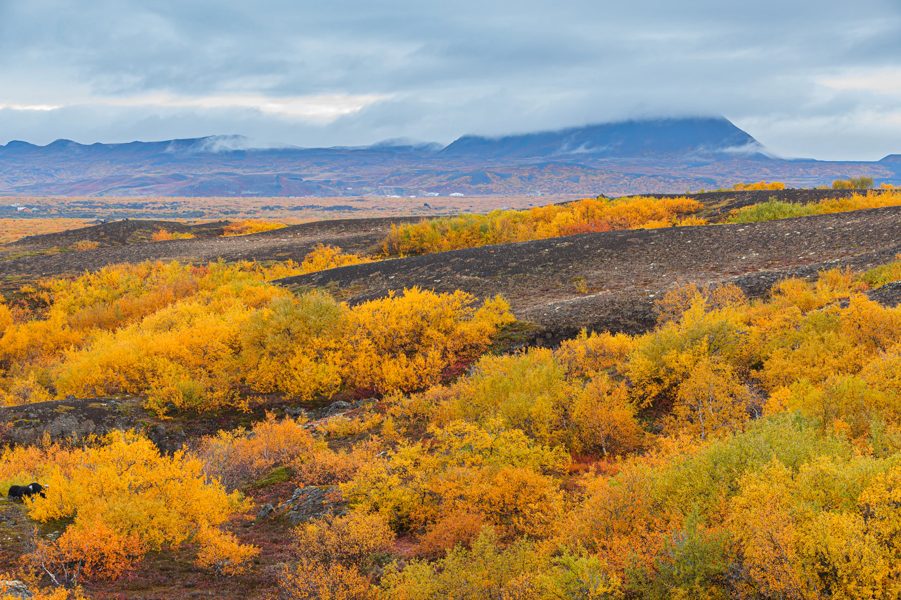 Golden autumn landscape in Iceland during a private tour