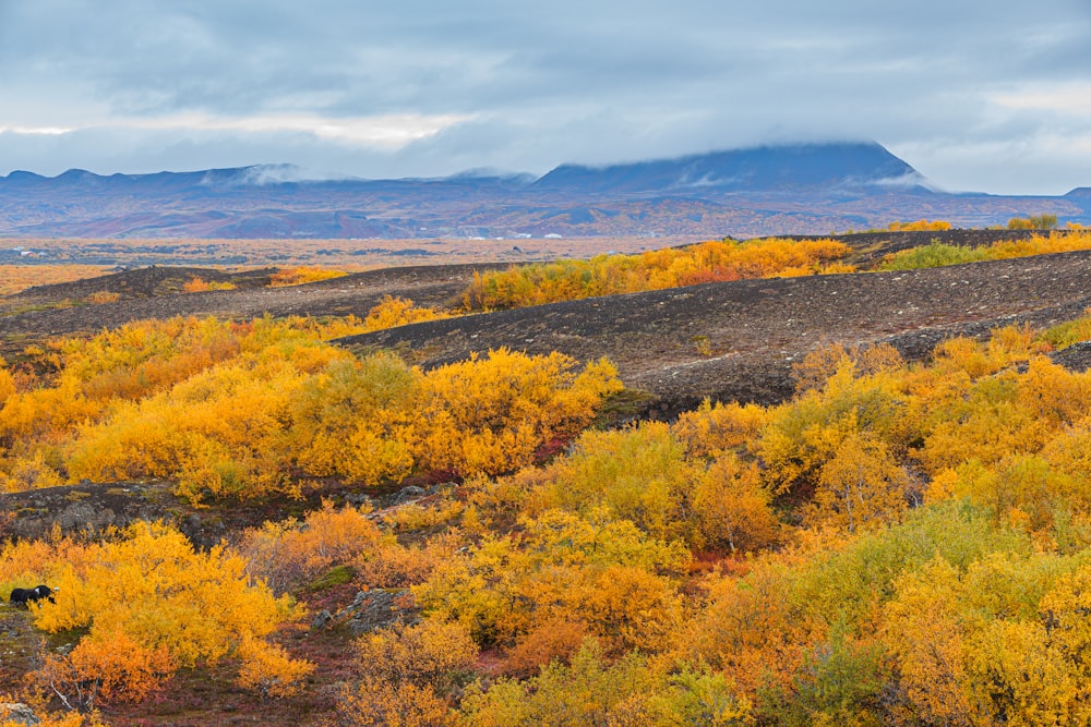 green and yellow trees under white clouds and blue sky during daytime