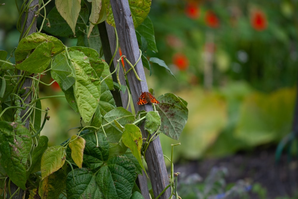 red and black butterfly on green plant stem during daytime