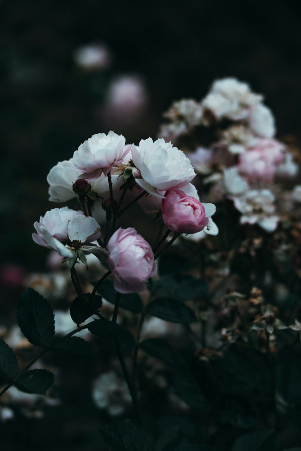 flor rosa e branca na fotografia de perto