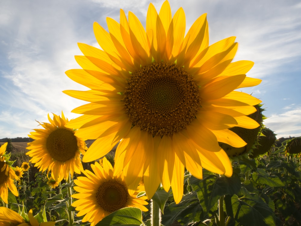 yellow sunflower in close up photography