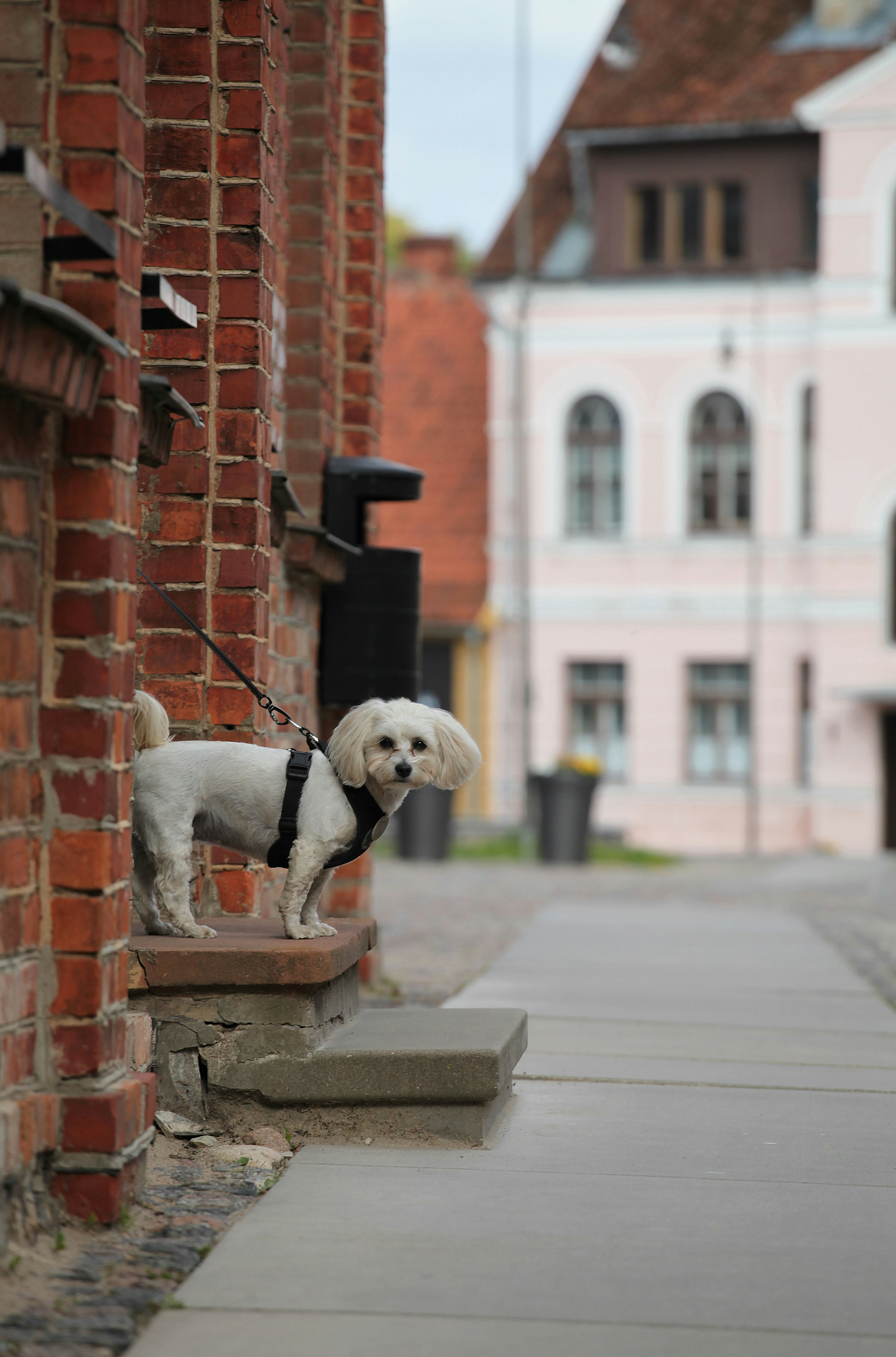 white short coated dog sitting on brown concrete bench