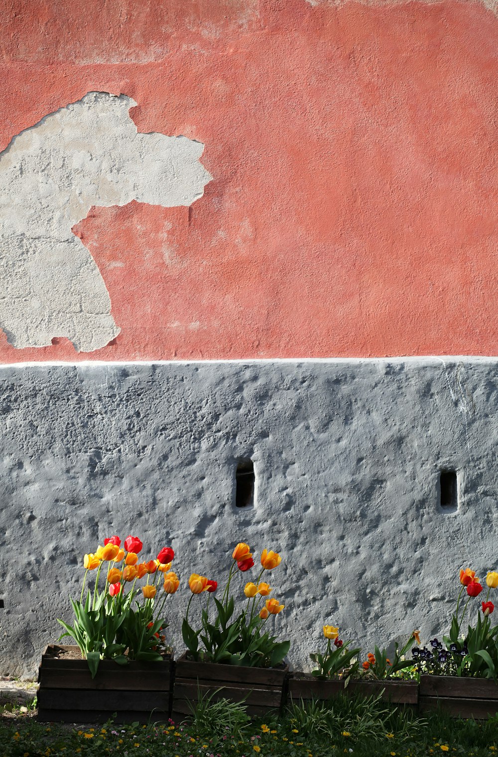 white and yellow flowers on gray concrete wall